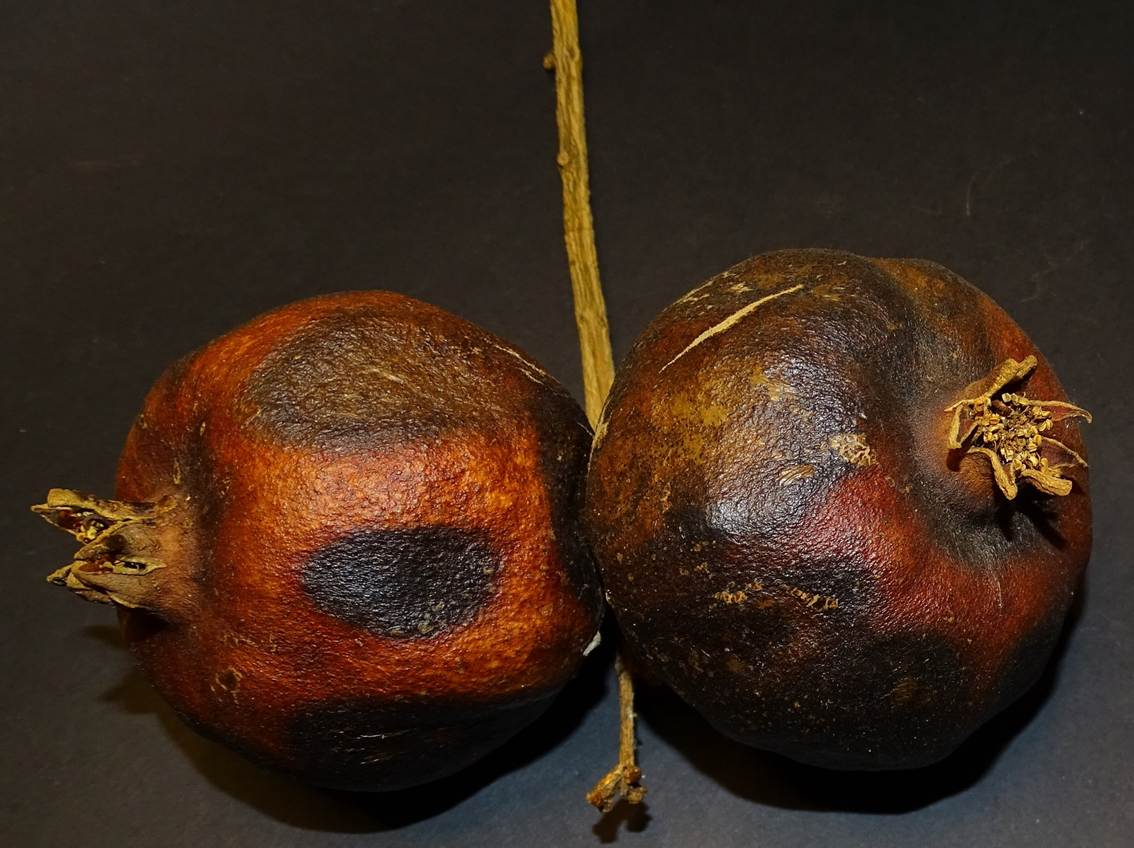 Ein Bild, das Frucht, Stilllebenfotografie, Im Haus enthlt.

Automatisch generierte Beschreibung