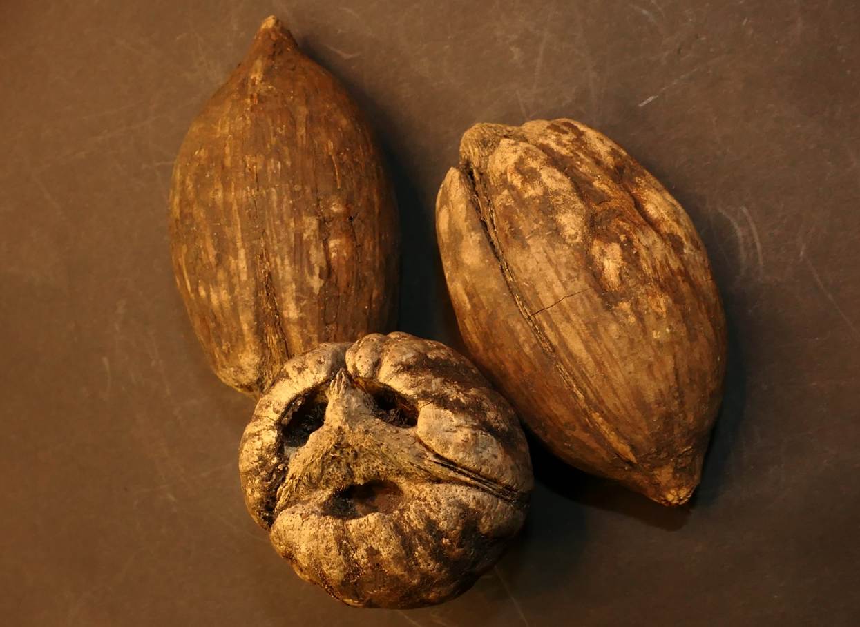 Ein Bild, das Nuss Mutter, N�sse & Samen, Essen, Im Haus enth�lt.

Automatisch generierte Beschreibung