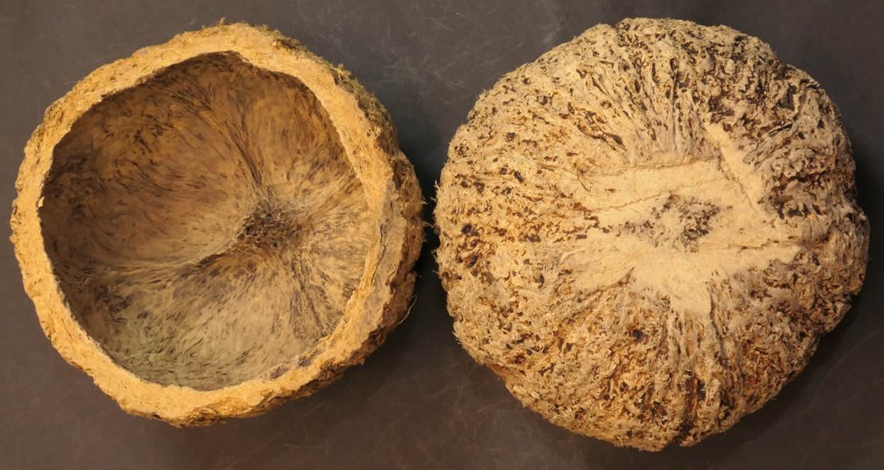 Ein Bild, das Im Haus, Kokosnuss enth�lt.

Automatisch generierte Beschreibung mit mittlerer Zuverl�ssigkeit