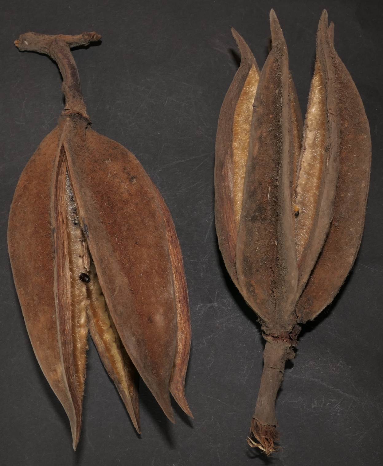 Ein Bild, das Pflanze enth�lt.

Automatisch generierte Beschreibung