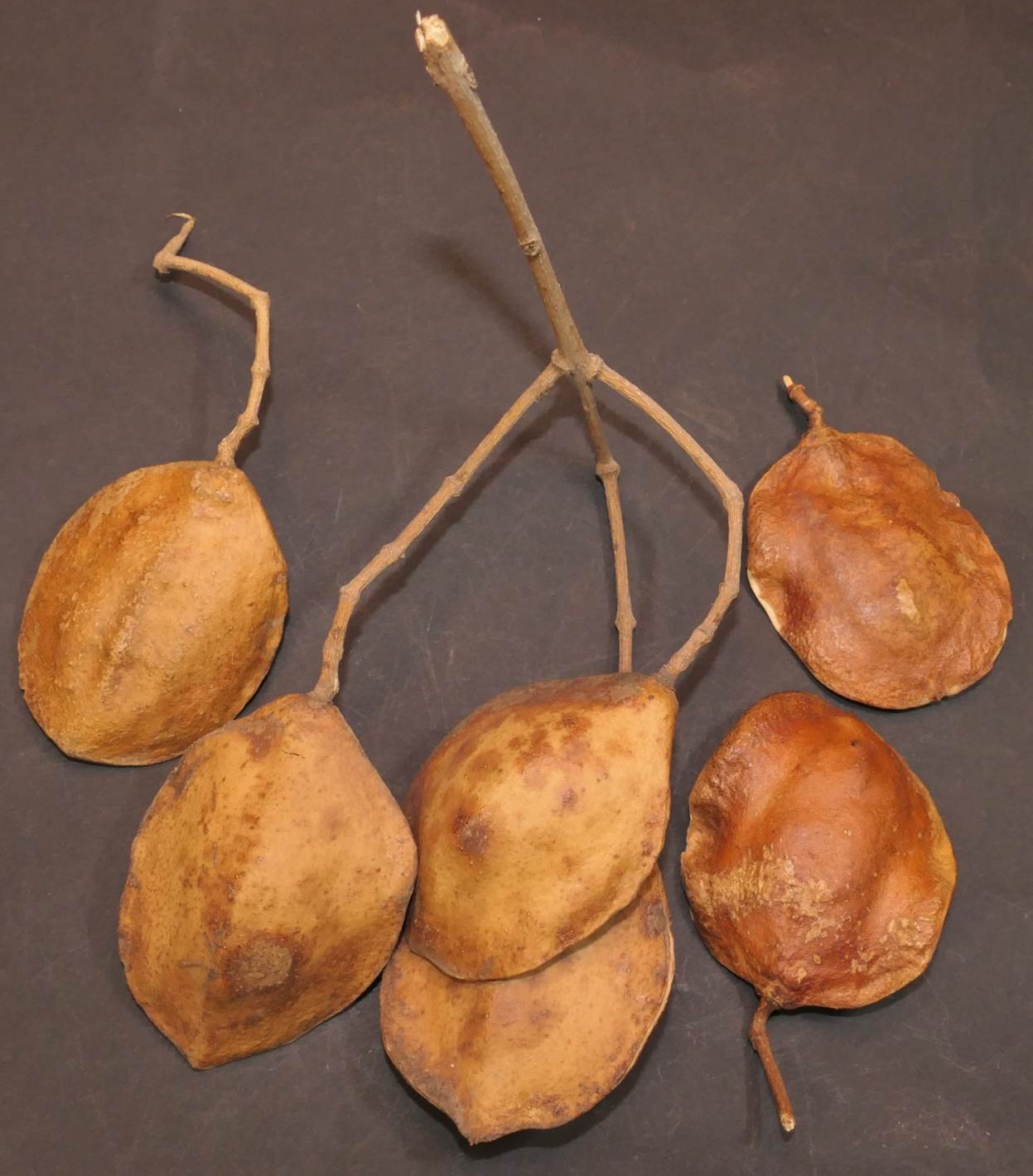 Ein Bild, das Essen, Im Haus, Frucht enth�lt.

Automatisch generierte Beschreibung