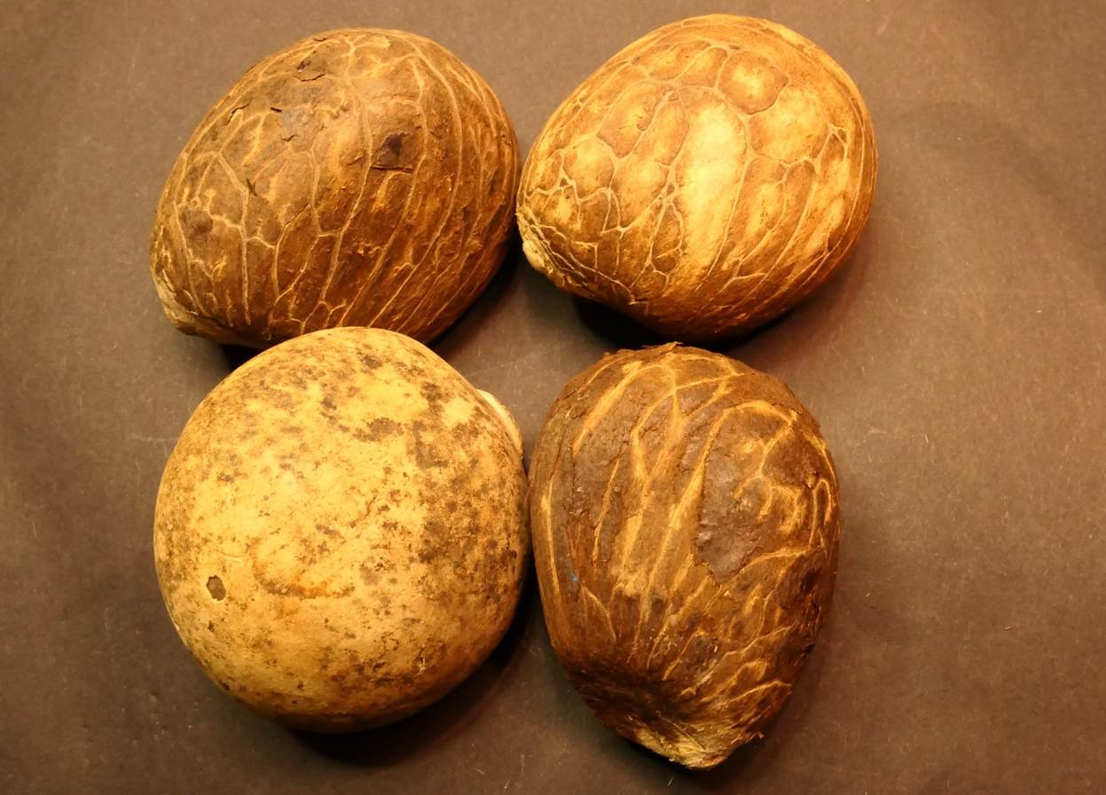 Ein Bild, das Nuss Mutter, N�sse & Samen, Essen, Im Haus enth�lt.

Automatisch generierte Beschreibung