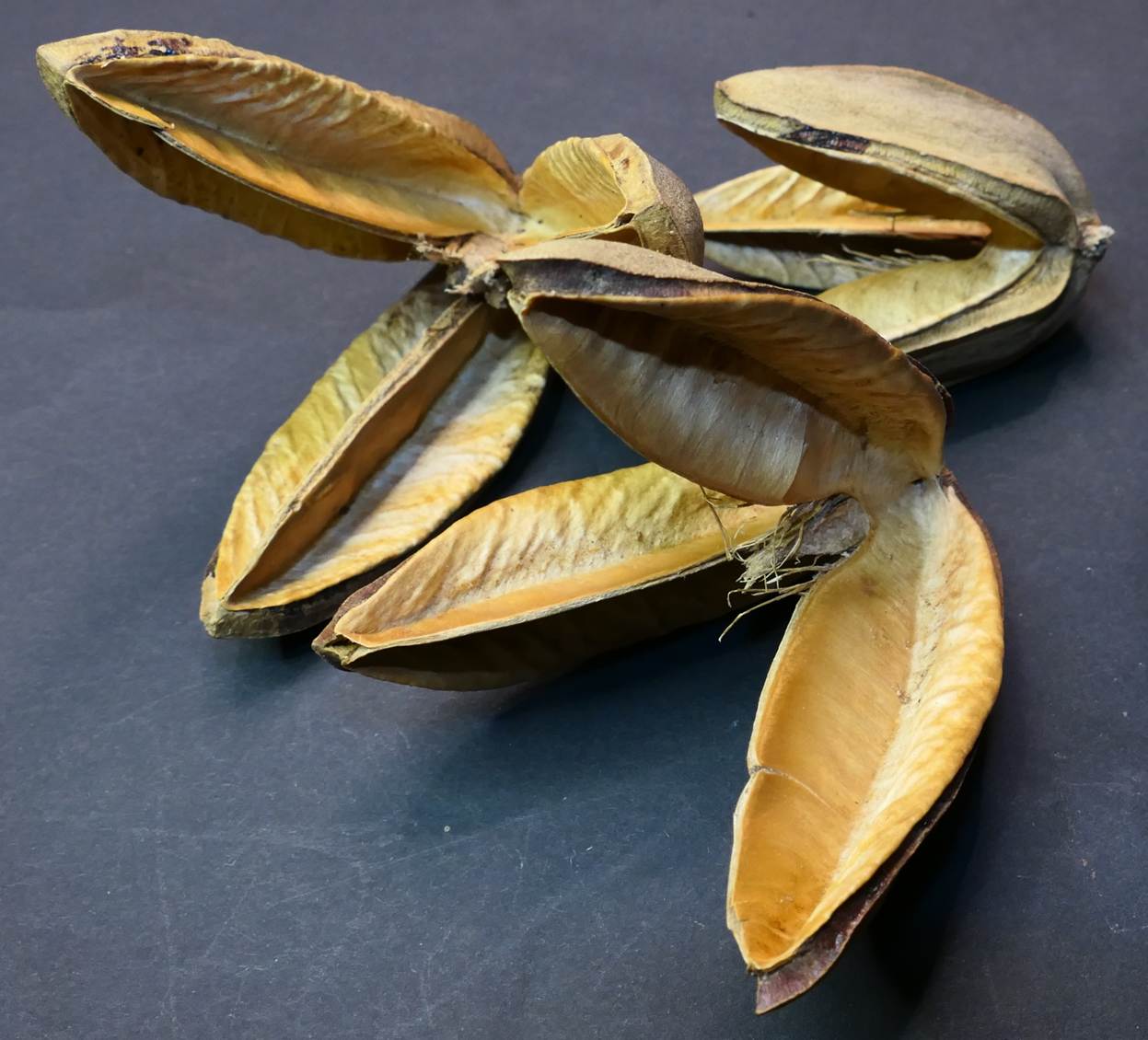 Ein Bild, das Wirbellose enth�lt.

Automatisch generierte Beschreibung