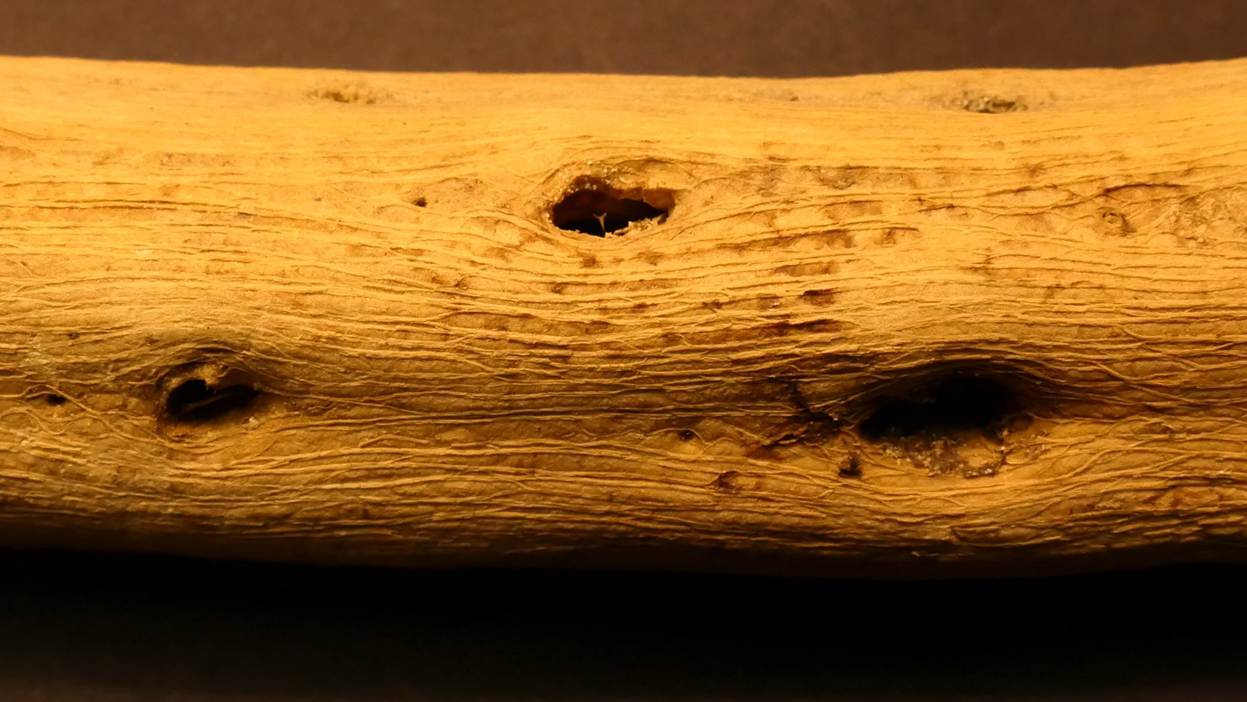 Ein Bild, das Wirbellose, Insekt, hölzern, Holz enthält.
Automatisch generierte Beschreibung