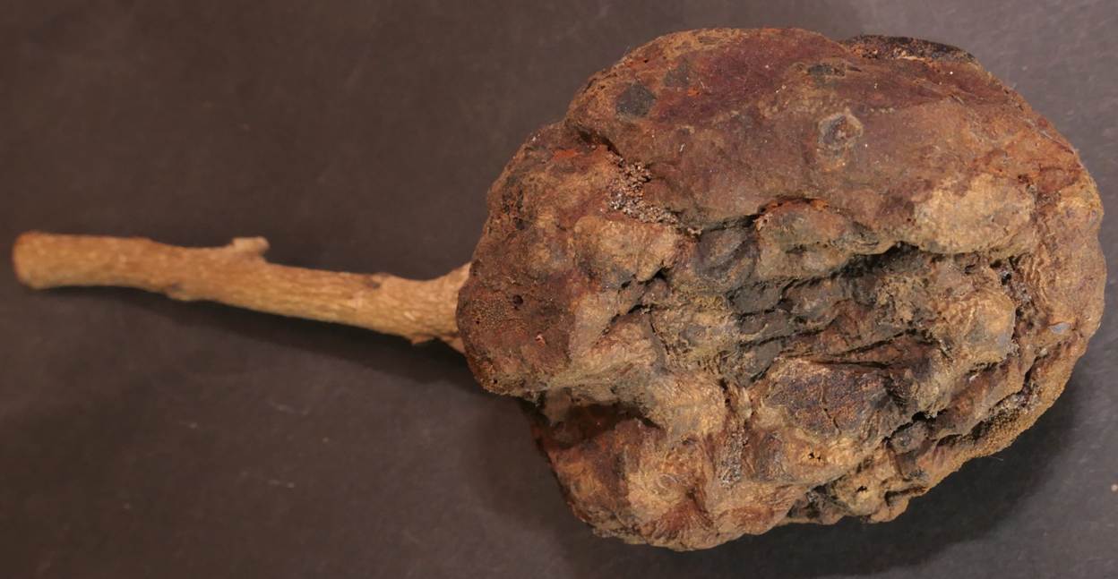 Ein Bild, das Im Haus, Pinsel, Kaputt enthält.
Automatisch generierte Beschreibung