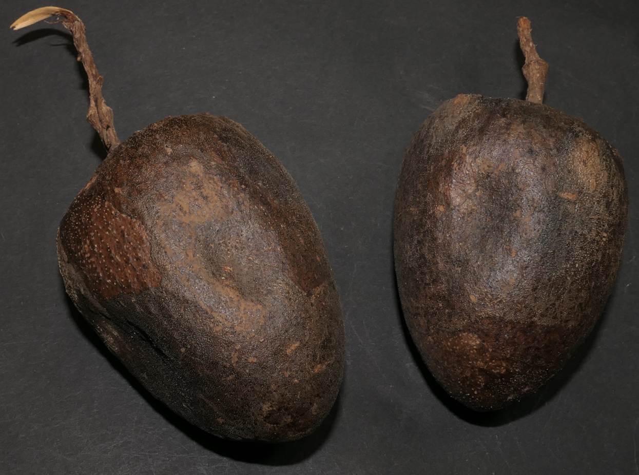 Ein Bild, das Frucht, Essen, Im Haus enthält.
Automatisch generierte Beschreibung