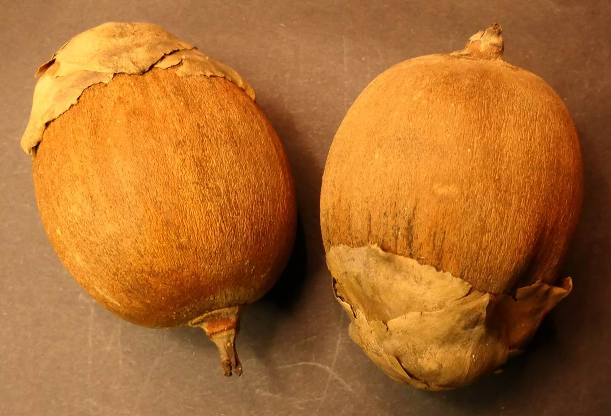 Ein Bild, das Essen, Produkt, Naturkost, Lokale Speisen enthält.
Automatisch generierte Beschreibung