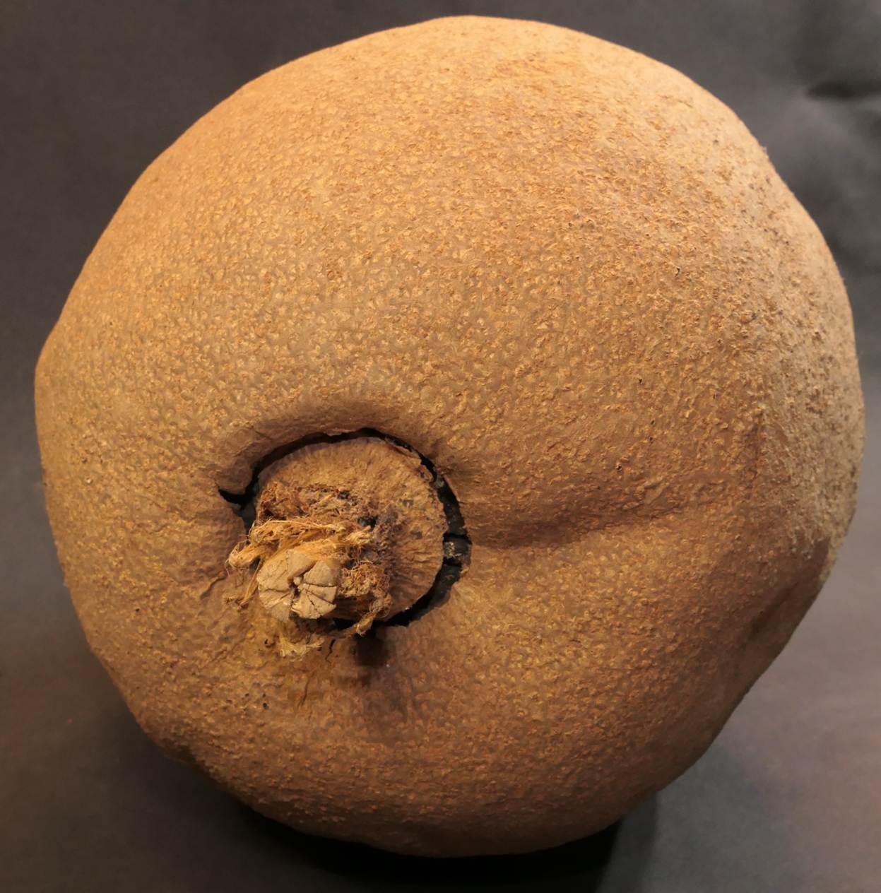 Ein Bild, das Essen, Frucht, Im Haus enthält.
Automatisch generierte Beschreibung