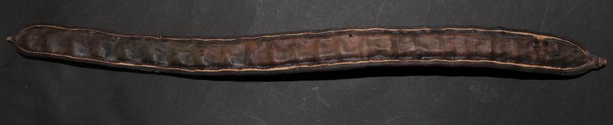 Ein Bild, das Wirbellose, Wurm, Im Haus enthält.
Automatisch generierte Beschreibung