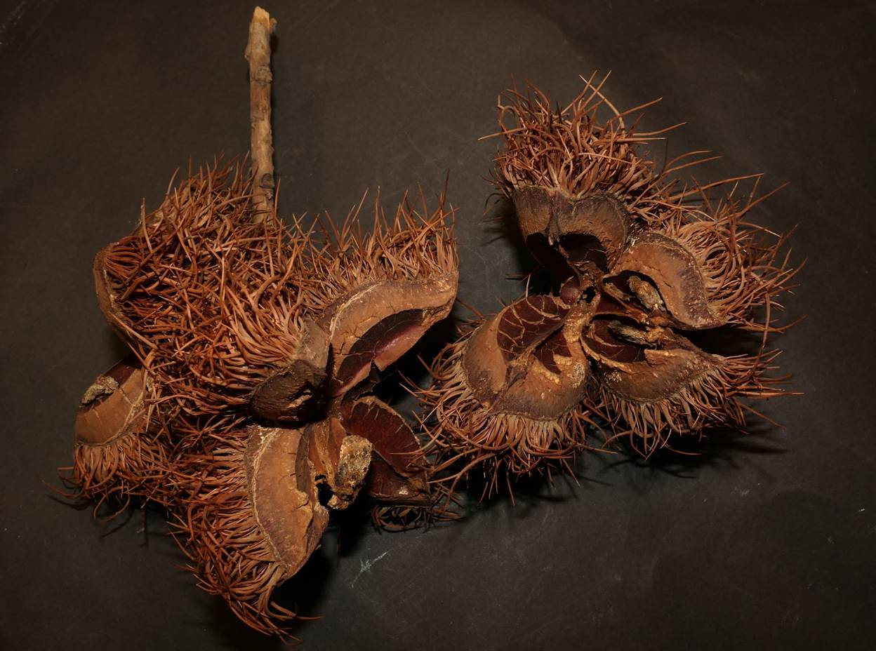 Ein Bild, das Naturprodukt, Herbst, Kastanie enthält.
Automatisch generierte Beschreibung