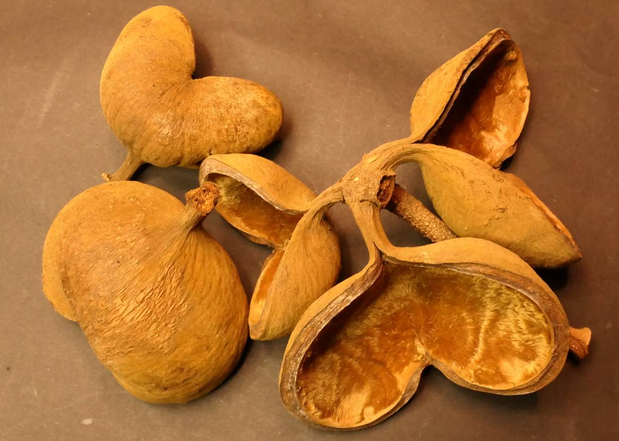 Ein Bild, das Nüsse & Samen, Nuss Mutter, Essen, Essbare Samen enthält.
Automatisch generierte Beschreibung