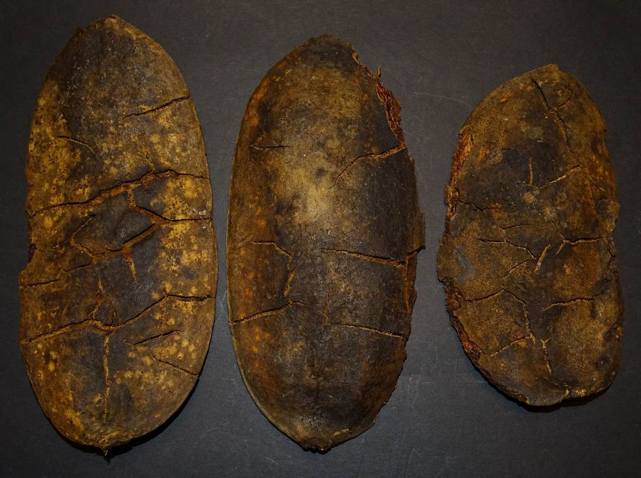 Ein Bild, das Wirbellose, Im Haus enthält.
Automatisch generierte Beschreibung