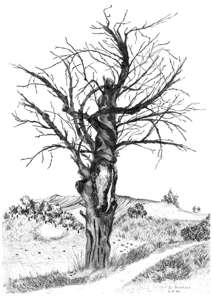 Ein Bild, das Entwurf, Zeichnung, Baum, Landschaft enthält.
Automatisch generierte Beschreibung