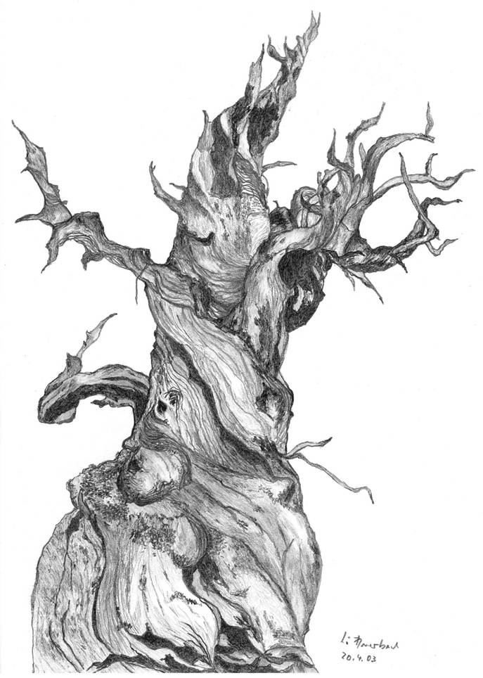 Ein Bild, das Entwurf, Baum, Lineart, Kunst enthält.
Automatisch generierte Beschreibung