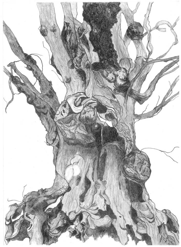 Ein Bild, das Entwurf, Zeichnung, Baum, Kunst enthält.
Automatisch generierte Beschreibung