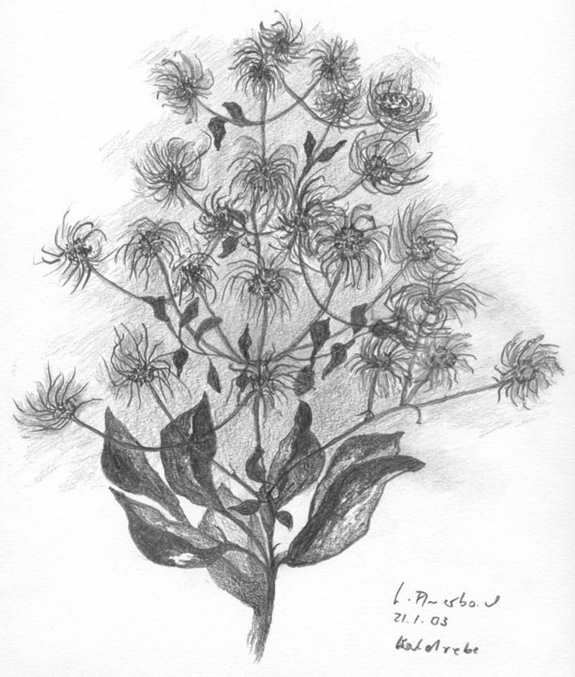 Ein Bild, das Blume, Entwurf, Botanik, Pflanze enthält.
Automatisch generierte Beschreibung
