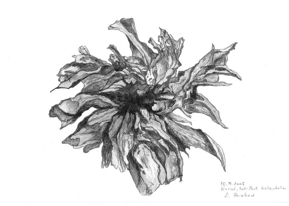 Ein Bild, das Entwurf, Kunst, Pflanze, Blume enthält.
Automatisch generierte Beschreibung