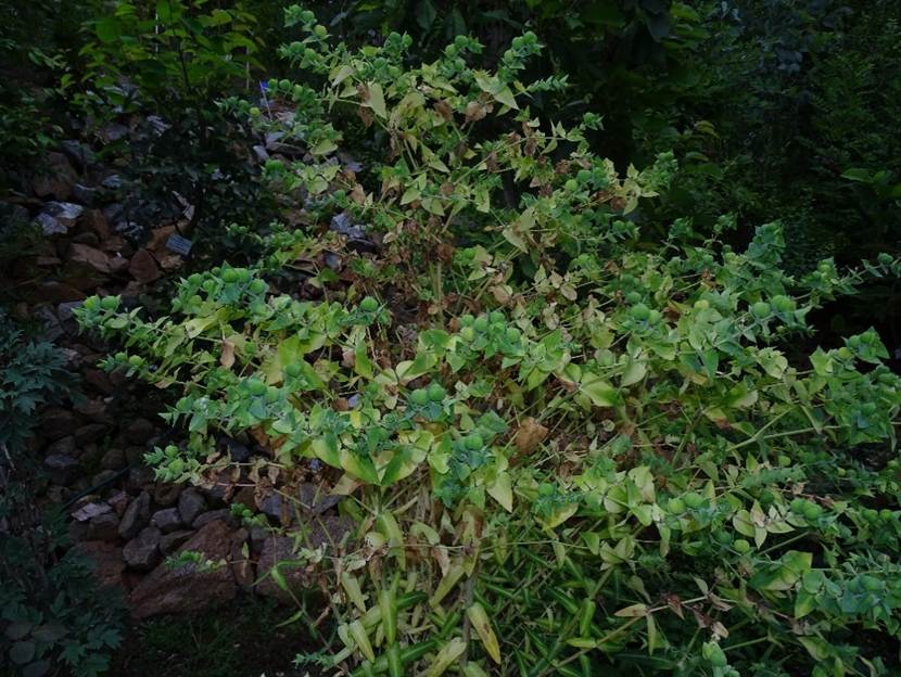 Ein Bild, das Baum, drauen, Pflanze, Wald enthlt.

Automatisch generierte Beschreibung