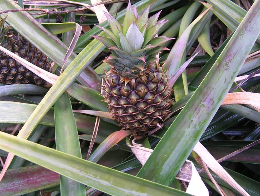 Ein Bild, das drau�en, gr�n, Pflanze, Ananas enth�lt.

Automatisch generierte Beschreibung