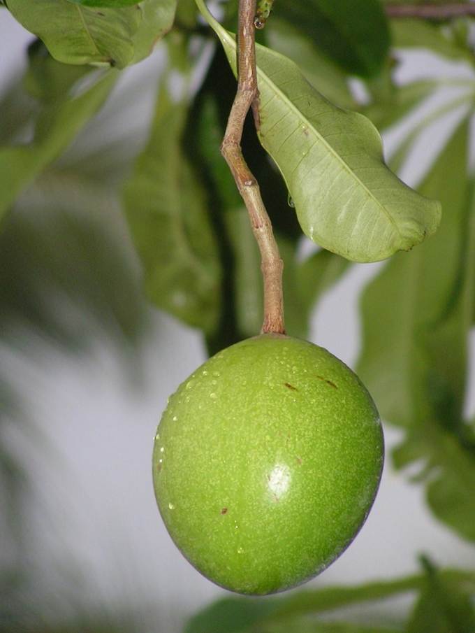 Ein Bild, das gr�n, Pflanze, Gem�se, Apfel enth�lt.

Automatisch generierte Beschreibung