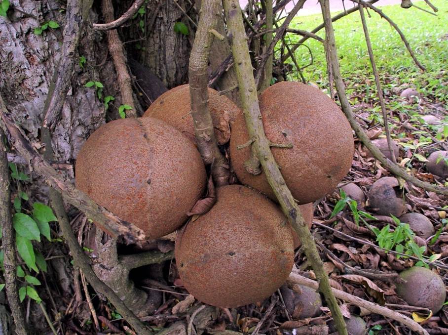 Ein Bild, das Baum, Pilz, drau�en, Zweig enth�lt.

Automatisch generierte Beschreibung