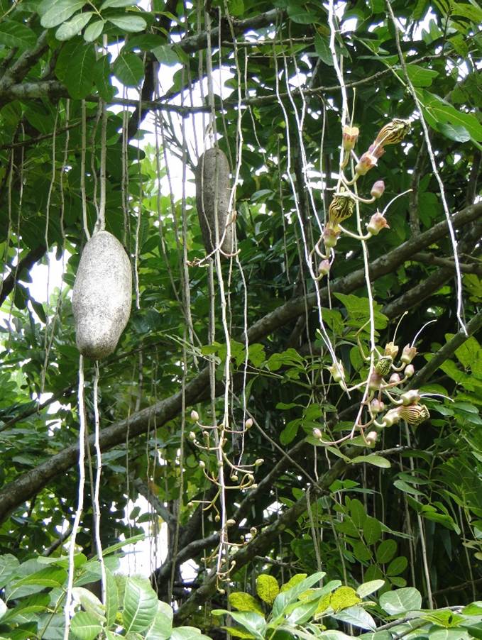 Ein Bild, das Baum, drau�en, gr�n, Pflanze enth�lt.

Automatisch generierte Beschreibung