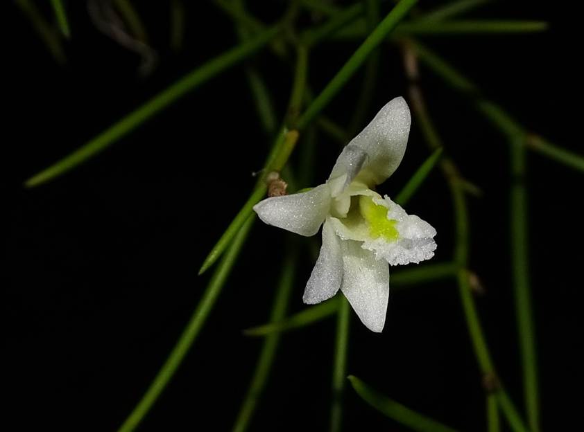 Ein Bild, das Pflanze, Blume, Orchidee enthlt.

Automatisch generierte Beschreibung