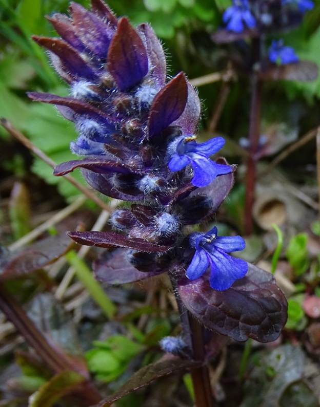 Ein Bild, das Pflanze, Blume, drau�en, farbig enth�lt.

Automatisch generierte Beschreibung