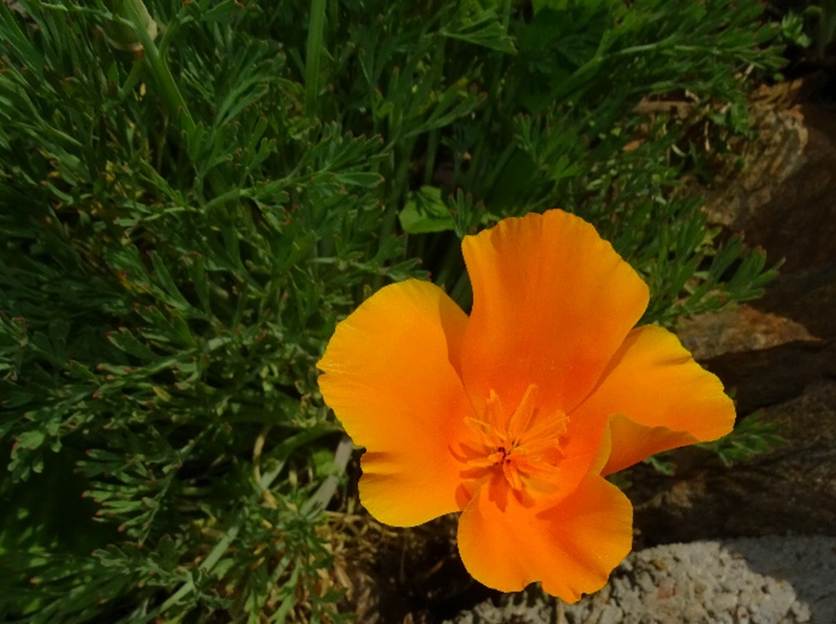 Ein Bild, das Blume, Pflanze, Vase, Mohn enth�lt.

Automatisch generierte Beschreibung