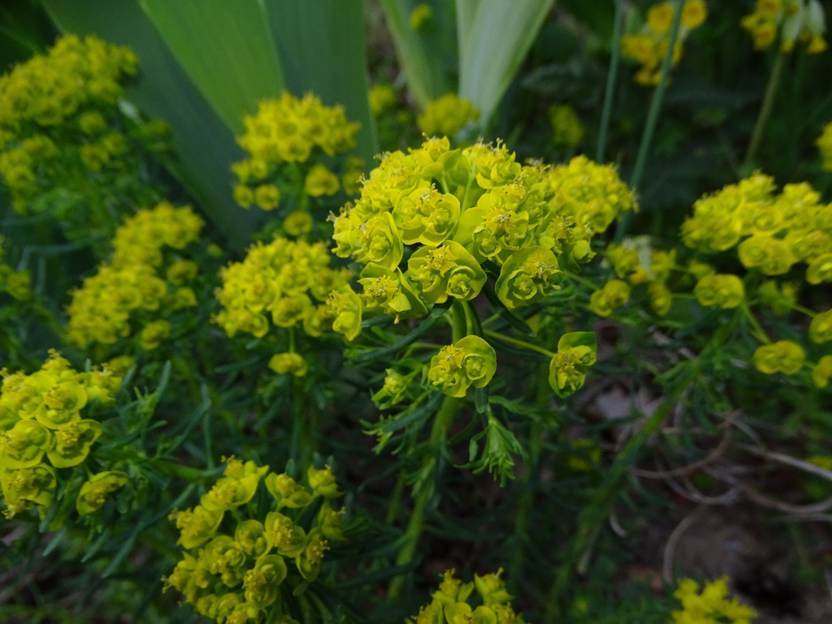 Ein Bild, das Baum, drau�en, Pflanze, Blume enth�lt.

Automatisch generierte Beschreibung