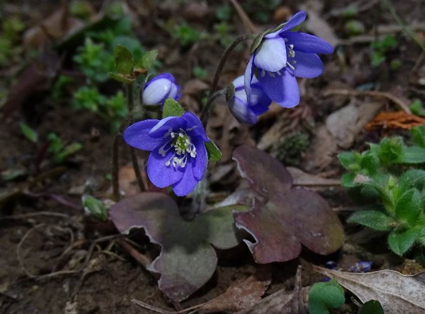 Ein Bild, das Pflanze, Blume, Gras, drau�en enth�lt.

Automatisch generierte Beschreibung