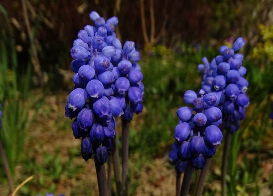 Ein Bild, das drau�en, Gras, Obst, Traube enth�lt.

Automatisch generierte Beschreibung