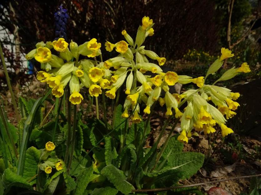 Ein Bild, das Pflanze, Blume, drau�en, Vase enth�lt.

Automatisch generierte Beschreibung