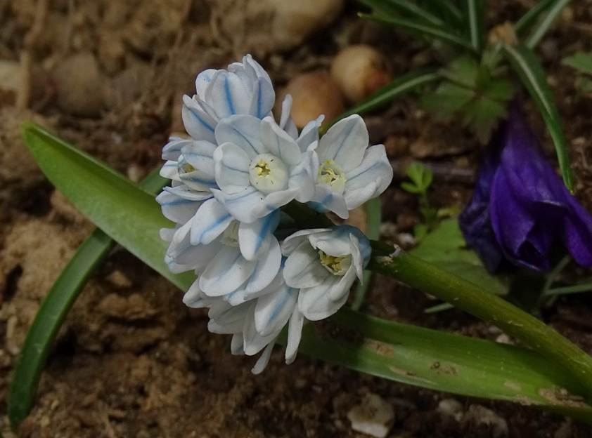 Ein Bild, das Pflanze, Blume, schlie�en enth�lt.

Automatisch generierte Beschreibung