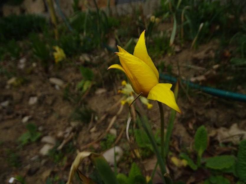 Ein Bild, das Gras, drau�en, Pflanze, Blume enth�lt.

Automatisch generierte Beschreibung