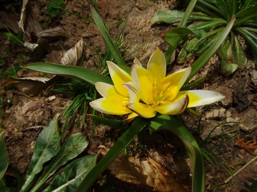 Ein Bild, das Pflanze, Blume, drau�en, Gras enth�lt.

Automatisch generierte Beschreibung