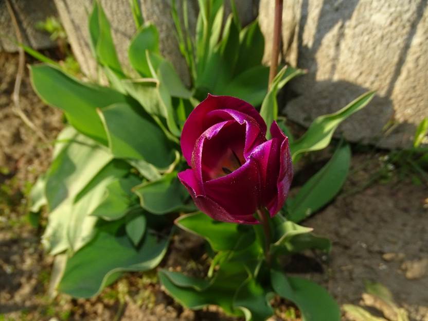 Ein Bild, das Pflanze, Gras, drau�en, Blume enth�lt.

Automatisch generierte Beschreibung