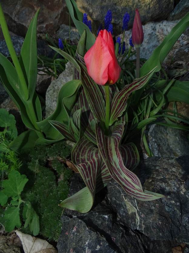 Ein Bild, das drau�en, Pflanze enth�lt.

Automatisch generierte Beschreibung