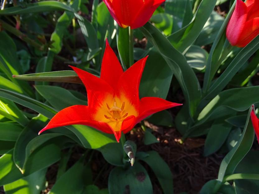Ein Bild, das Pflanze, rot, Baum, Ackerwinde enth�lt.

Automatisch generierte Beschreibung