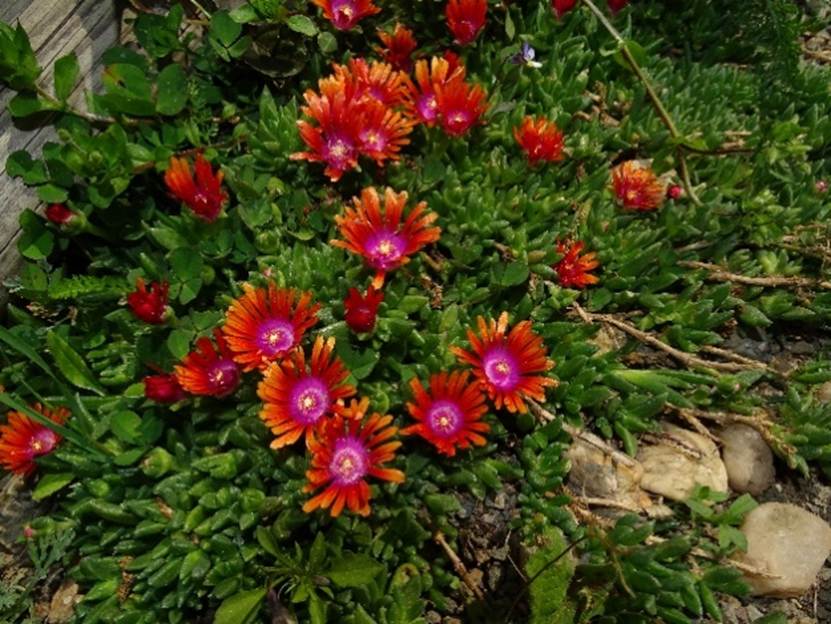 Ein Bild, das Gras, drauen, Pflanze, Blume enthlt.

Automatisch generierte Beschreibung