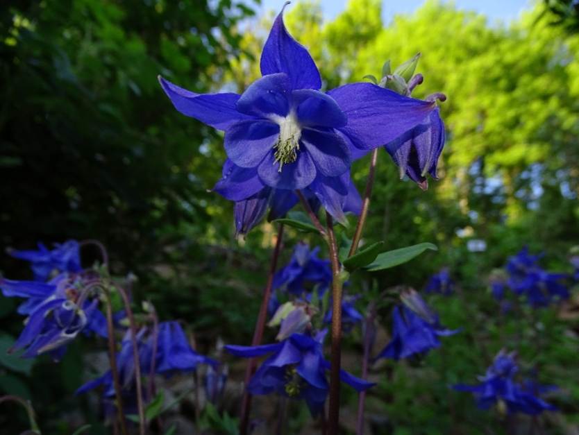 Ein Bild, das Blume, Baum, Pflanze, lila enthlt.

Automatisch generierte Beschreibung