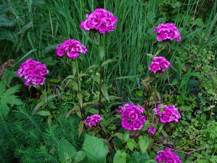 Ein Bild, das Blume, Pflanze, Pink, Tisch enthlt.

Automatisch generierte Beschreibung