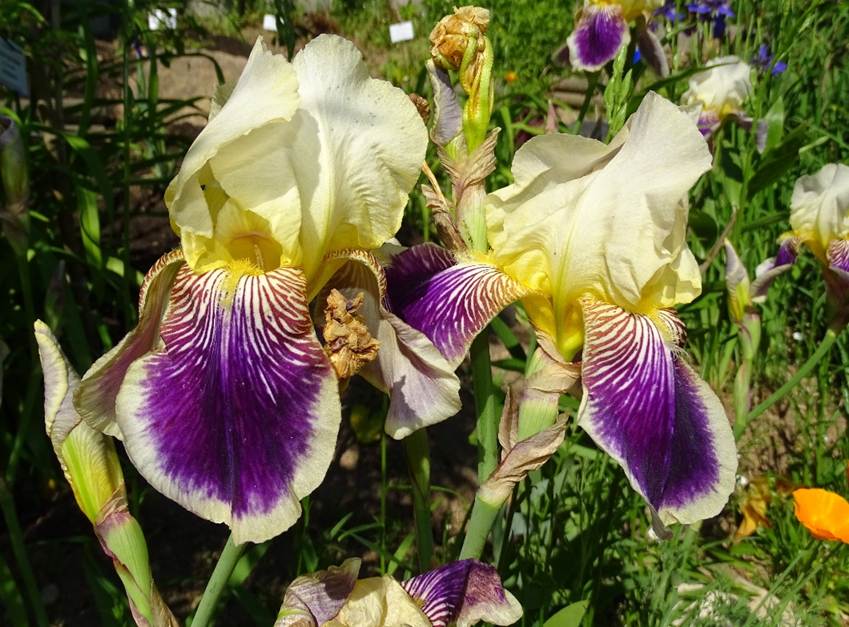 Ein Bild, das Pflanze, Blume, Orchidee enthlt.

Automatisch generierte Beschreibung