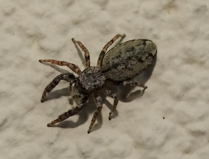 Ein Bild, das Boden, Gliederfer, Wirbellose, Spinne enthlt.

Automatisch generierte Beschreibung