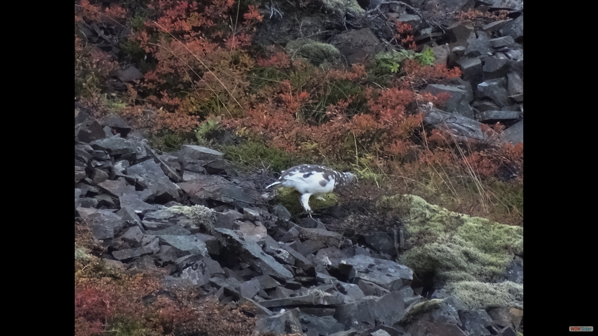 Alpenschneehuhn (Lagopus mutus)