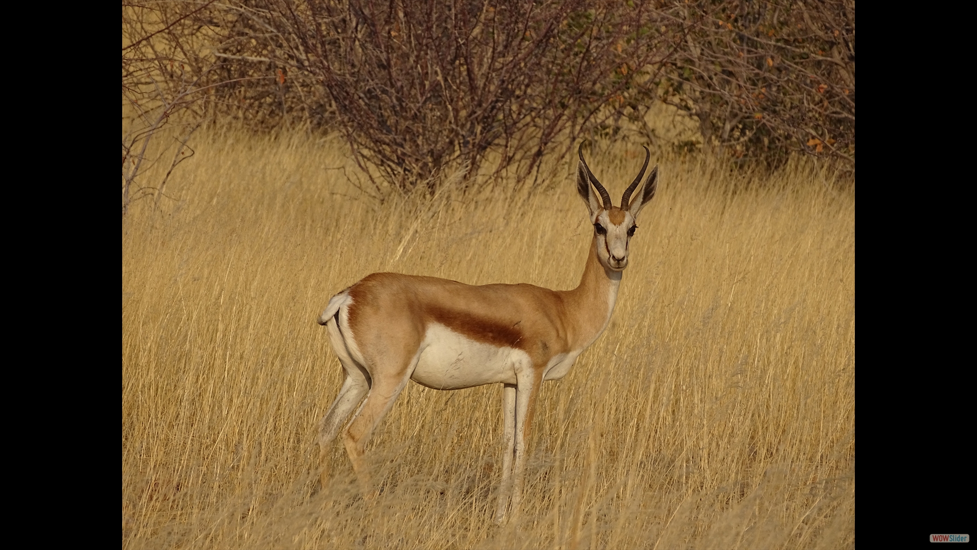 Springbock (Antidorcas marsupialis)