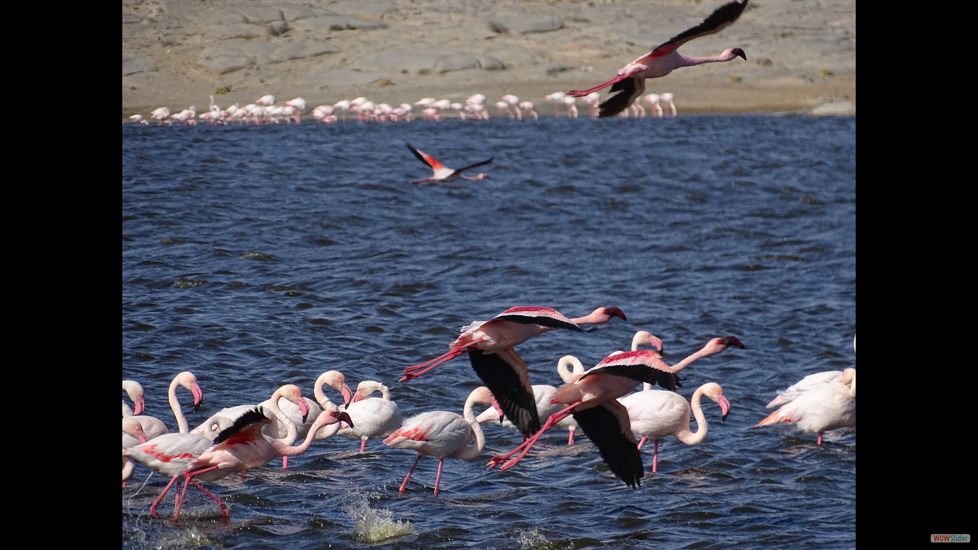 Rosaflamingo (Phoenicopterus ruber)+Zwergflamingo-roter Schnabel_ (Phoeniconaias minor) - Lüderitz Achatstrand