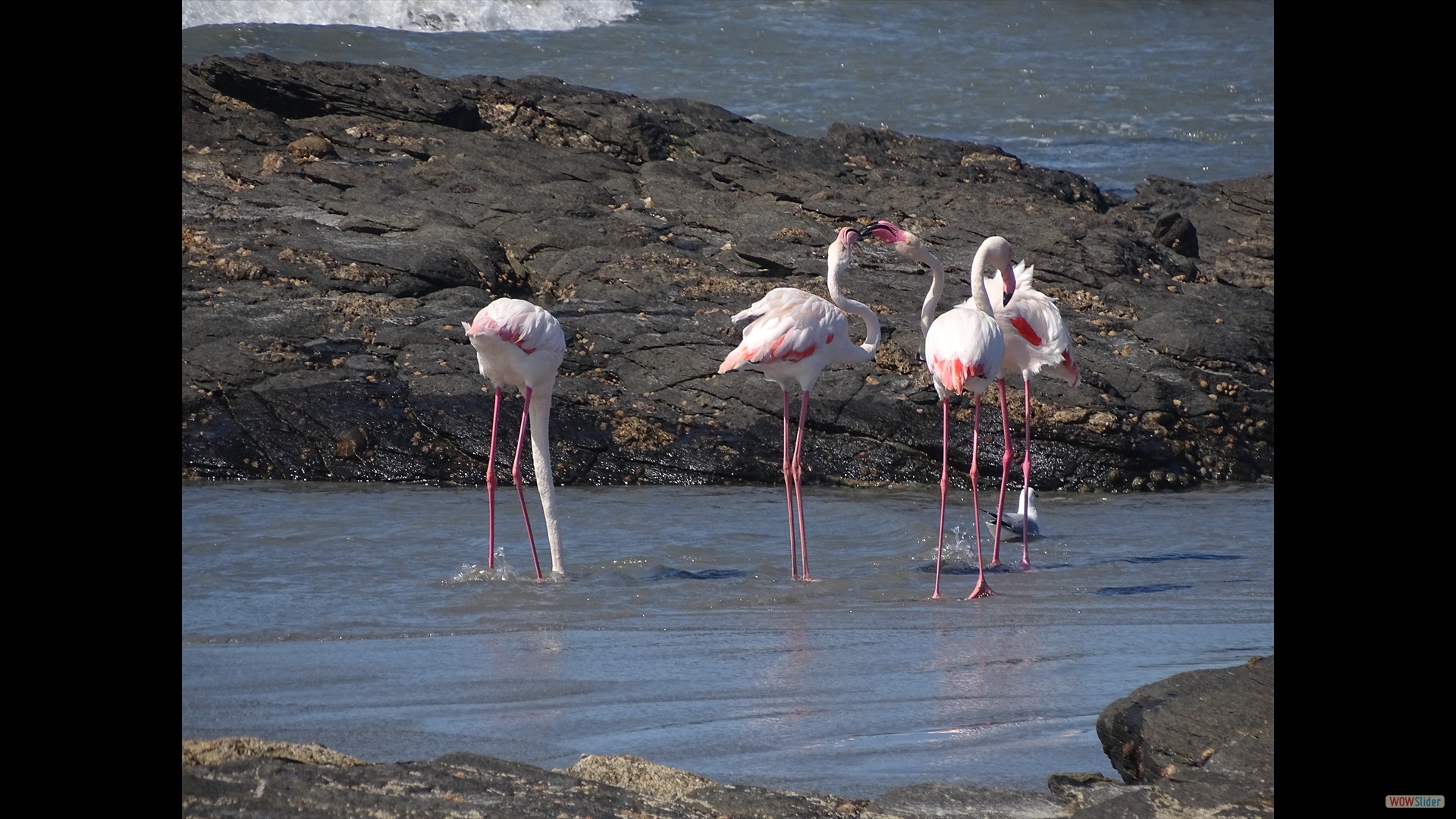 image slider