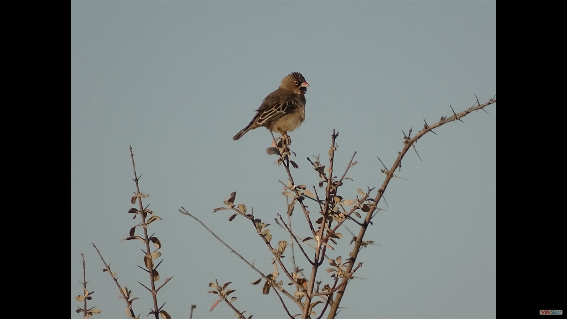 Blutschnabelweber (Quelea quelea)