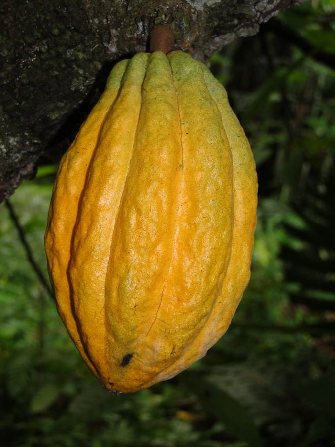 Ein Bild, das Baum, drau�en, Obst enth�lt.

Automatisch generierte Beschreibung